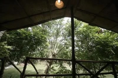 a view of a tree from a window at JUNGLE PARADISE FARM & GUEST HOUSE in Masinagudi