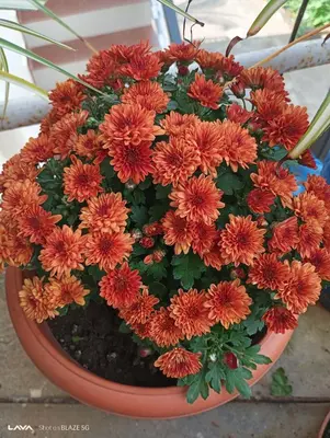 a bunch of orange flowers in a pot at Krishna Kuteera in Siddapur