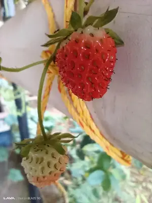 two strawberries are hanging from a plant at Krishna Kuteera in Siddapur