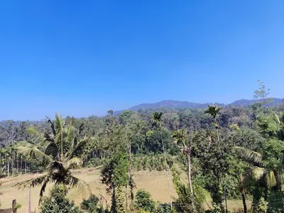 a view of a tropical forest with palm trees at Shivalaya Homestay in Madikeri