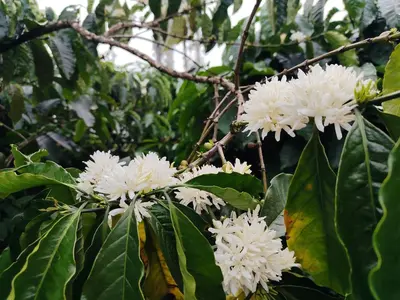 a bunch of white flowers on a tree at Shivalaya Homestay in Madikeri