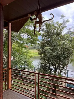 a monkey hanging from a porch with a view of a river at Cure Monastery Family Resort in Marayoor