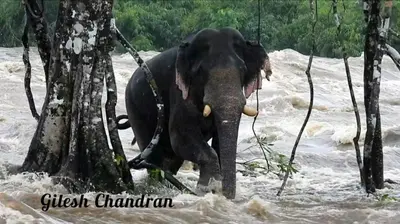 an elephant sitting in the water next to a tree at RAIN DROPS PREMIUM VILLAS - Athirappilly in Athirappilly