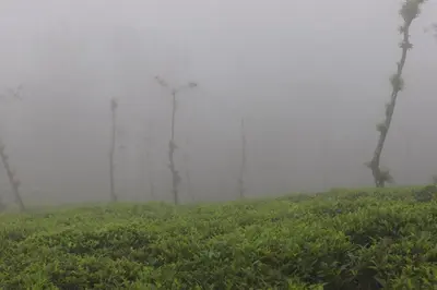 a foggy field with trees in the background at Perya Hills in Periya