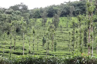 a field of tea plantations in a forest at Perya Hills in Periya