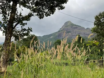 a mountain in the distance with tall grass at Casa Riverdale Farm Stay in Vallikavungal