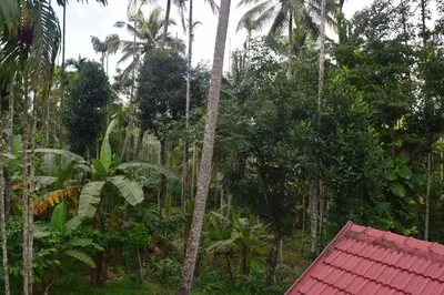 a jungle with palm trees and a red roof at Golden Peak Estate Homestay in Wayanad