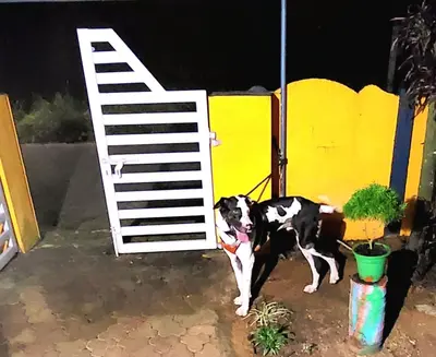 a black and white dog standing in front of a door at JJ's Holiday Home in Thanniyam