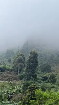 a lush green hillside with trees in the fog at ATTUVAM VISTA in Kodaikānāl