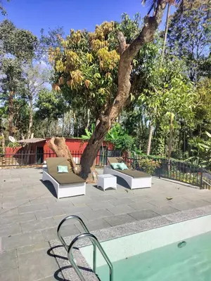 a tree sitting next to a bench next to a tree at Devi Villa - Plantation Retreat and Forest Getaway in Kutta