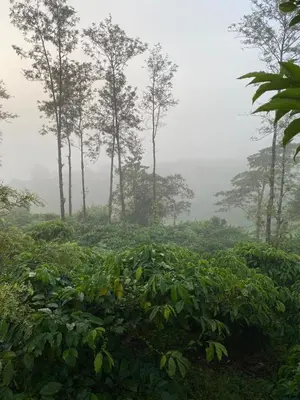 a foggy field with trees in the background with plants at FernHills Homestay in Madikeri