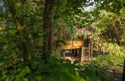 a wooden bridge in the middle of a forest at Uravu Bamboo Grove Resort in Wayanad