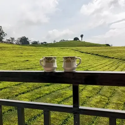 Tea Estate view stay