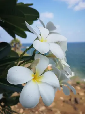a group of white flowers on the beach at CHERAI LAKE RESORT in Cherai Beach
