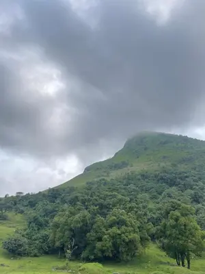 a green hill with trees in a field at Shree Raksha Homestay in Gonikoppal