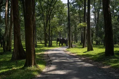 an elephant walking down a road in a forest at Crystal Kuruva Nature Resort & Spa in Wayanad