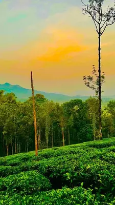 a painting of a field with a tree at Mayflower Holiday Villa in Meppādi