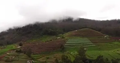 a field of crops on top of a mountain with clouds at MOUNTAIN OF MAGICS in Ooty