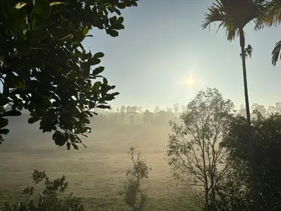 a foggy field with a palm tree and the sun in the background at Lotus Jewel Forest Camping in Sultan Bathery