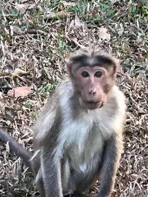 a monkey is sitting on the grass at Lotus Jewel Forest Camping in Sultan Bathery