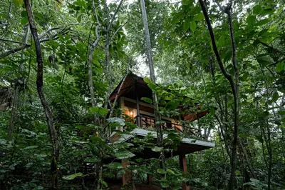 a tree house in the middle of the forest at Coffee Acres Resort in Kalpetta