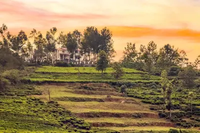 a field of tea plantations with a house in the background at StayVista at Villa Misty Oaks with Breakfast in Ooty