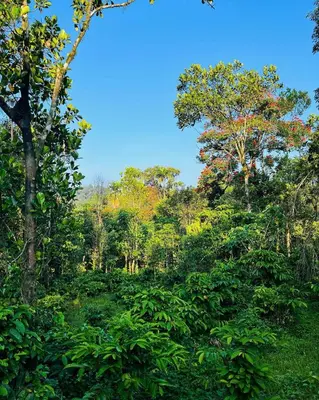 a forest of trees with a blue sky in the background at Solitude Munnar - Tree house in Munnar