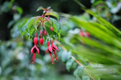 a bunch of red flowers hanging from a tree at Solitude Munnar - Tree house in Munnar