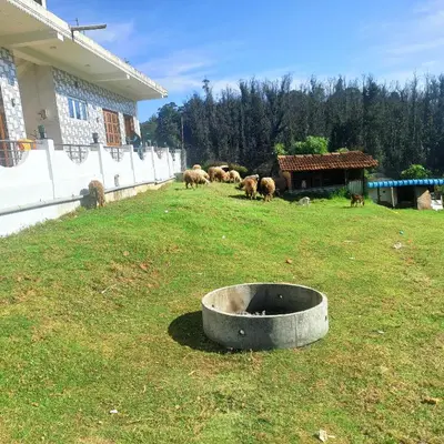 a group of animals standing in a yard with a trough at REHMANS HOMESTAY in Ooty