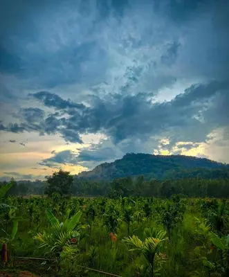 a field of crops with a mountain in the background at Bendheka - Cliff Front Cottages Coorg in Gonikoppal
