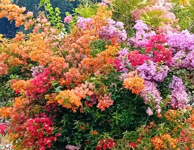 a bunch of colorful flowers in a garden at Moon moon Garden in Thamarassery