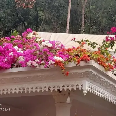Moon moon Garden